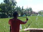 Petani di Lubuklinggau Resah Bulog Setop Serap Gabah Jelang Masa Panen, Kabulog: Tunggu Arahan Pusat