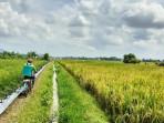 Petani-di-Musi-Rawas-Tak-Khawatir-Soal-Bulog-Hentikan-Serapan-Gabah.jpg