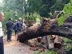 Pohon-Tumbang-Tutup-Jalan-di-Simpang-BLK-Palembang-Pengendara-Diarahkan-Lewat-Jalan-Alternatif.jpg