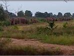 Puluhan-gajah-mengamuk-nyaris-masuk-permukiman.jpg