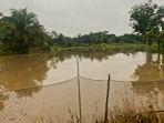Sawah-Tadah-Hujan-di-2-Desa-di-OKU-Timur-Terendam-Banjir-Petani-Khawatir-Terancam-Gagal-Panen.jpg