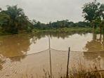 Sawah-di-2-Desa-di-OKU-Timur-Terendam-Banjir-Ternyata-Karena-Box-Culvert-Tersumbat-Sampah-Rumput.jpg