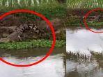 Seekor-buaya-kembali-muncul-di-Tanggul-Irigasi34343.jpg