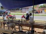 Sejumlah-Kambing-di-OKI-Diserang-Penyakit-Myiasis-Disbunnak-Langsung-Cek-dan-Beri-Pengobatan.jpg