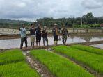 Setiap-Tahun-Areal-Persawahan-di-Lahat-Terus-Berkurang-Irigasi-Rusak-Jadi-Salah-Satu-Penyebab.jpg