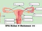 Soal-Dan-Jawaban-IPA-Kelas-9-Hal-16.jpg