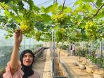 Taman-Anggur-Alamanda-Farmhouse-Tempat-Wisata-Baru-di-Palembang-HTM-Rp-15-Ribu-Perorang.jpg