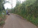 Tampak-rumput-yang-hampir-menutupi-badan-jalan-karena-tidak-dilakukan-tebas-bayang-oleh-dinas.jpg