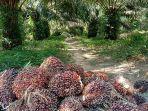 Update-Harga-Sawit-di-Kabupaten-OKU-Sumsel-Jumat-14-Maret-2025.jpg
