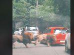Viral-Video-Dua-Ekor-Singa-di-Taman-Safari-Prigen-Berkelahi-Tabrak-Mobil-Pengunjung-Hingga-Penyok.jpg
