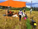 aktifitas-panen-padi_20161006_191933.jpg