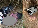 bayi-perempuan-baru-lahir-ini-diselamatkan-oleh-anak-anjing-setela.jpg