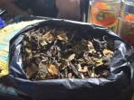benalu-kering-teh-pagaralam.jpg
