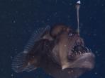 sumsel/black-seadevil-ikan-monster.jpg