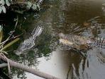 buaya-makan-kerupukk.jpg