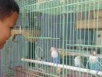burung-love-birdd.jpg