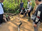 duel-maut-petani-di-sukabumi-dan-king-cobra-4-meter.jpg