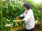 eliza-panen-sayur_20151228_111021.jpg
