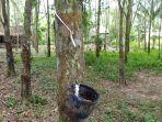 harga-karet-di-sumsel-relatif-stabil.jpg