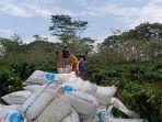 harga-pupuk-naik-2022.jpg