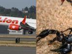 heboh-kalajengking-di-kabin-pesawat-lion-air.jpg