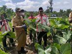 heri-amalindo-lakukan-panen-perdana.jpg