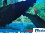 ikan-belida-dilarang-dikonsumsi-ini-tanggapan-ketua-asosiasi-pempek-palembang.jpg