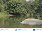 ikan-belida-muratara.jpg