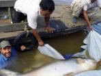 ikan-lele-raksasa-sungai-mekong_20151204_153408.jpg