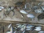 ikan-mati-mendadak-di-maluku123.jpg