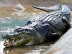 ilustrasi-buaya-sungai-m.jpg