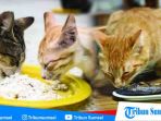 inilah-kerugian-mengusir-kucing-saat-orang-makan_20171123_232023.jpg