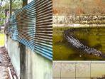 kondisi-terbaru-Buaya-Riska-selama-berada-di-penangkaran-Teritip-Balikpapan-kian.jpg
