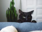 kucing-cakar_20160730_143342.jpg