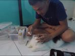 kucing-persia_20170307_170723.jpg