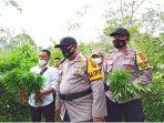 ladang-ganja-di-desa-sukajadi-pelang-kenidai-dempo-tengah-pagaralam-kamis-30112020.jpg