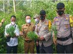 ladang-ganja-di-desa-sukajadi-pelang-kenidai-ditemukan-polres-pagaralam-senin-30112020.jpg