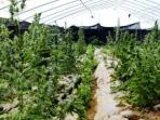 ladang-ganja-tiongkok.jpg
