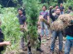 ladang-ganja1131341.jpg