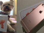 moonshinedesign-menunjukkan-ponsel-apple-iphone-6s-miliknya_20150925_143246.jpg