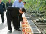pemimpin-korea-utara-kim-jong-un-tengah-meninjau-sebuah-perkebunan-sayur_20150712_061626.jpg