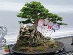 penampakan-juara-umum-kontes-bonsai-di-ogan-ilir.jpg