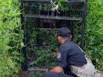 perangkap-harimau-dipasang.jpg