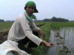 petani-di-musirawas-memperlihatkan-hama-keong-yang-merusak-sawah-mereka.jpg