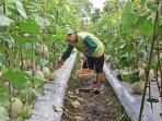 petani-melon.jpg