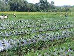 petani-seledri-kota-pagar-alam-yang-sedang-panen-meskipun-saat-ini-harganya-anjlok.jpg