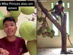pohon-nangka-di-dalam-rumah.jpg