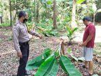 pohon-pisang-tumbang-gegara-salam-dari-binjai.jpg