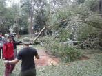 pohon-tumbang-tepat-di-lokasi-penggalian_20161014_103001.jpg