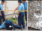 polisi-jepang-sedang-mengusut-anjing-gila-di-matsudo-jepang_20151008_154027.jpg